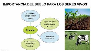 IMPORTANCIA DEL SUELO PARA LOS SERES VIVOS IMPORTANCIA DEL SUELO PARA LOS SERES VIVOS