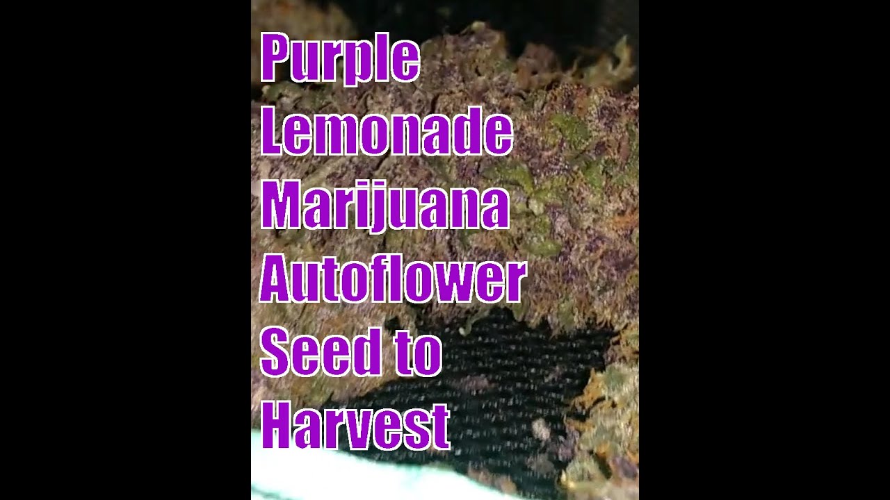Purple Lemonade Autoflowers. Very Cool Strain. Seed to Harvest