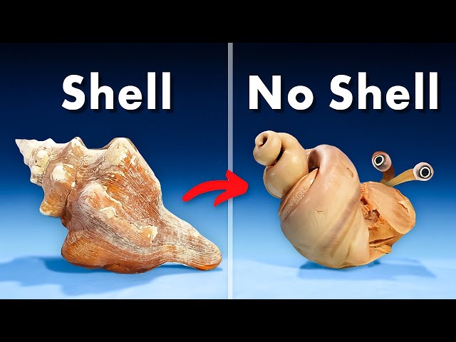 What's Inside a Conch Shell? class=