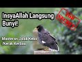 Hobi Masteran Jalak Kebo Terbaik Mp3 - Mp4 Download