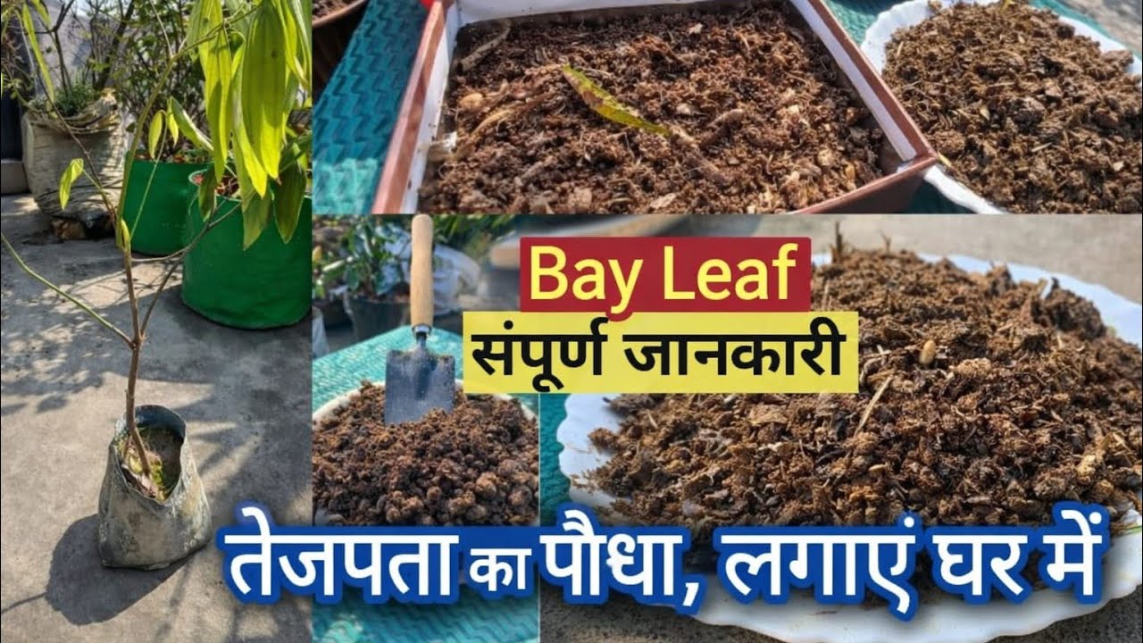 Beautiful spice plant Tejpatta (Bayleaf) How to grow and care Tejpatta in a pot 