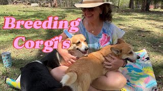 Breeding Corgi's