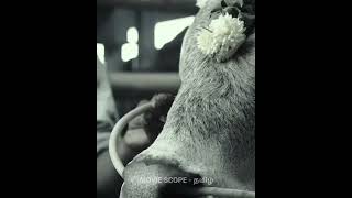 Vaadivaasal Update Tamil Movie Scope - தமழ