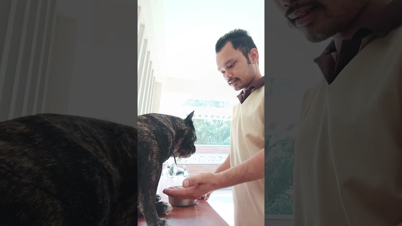 A very cute dog is eating food. I am feeding it with my hands.