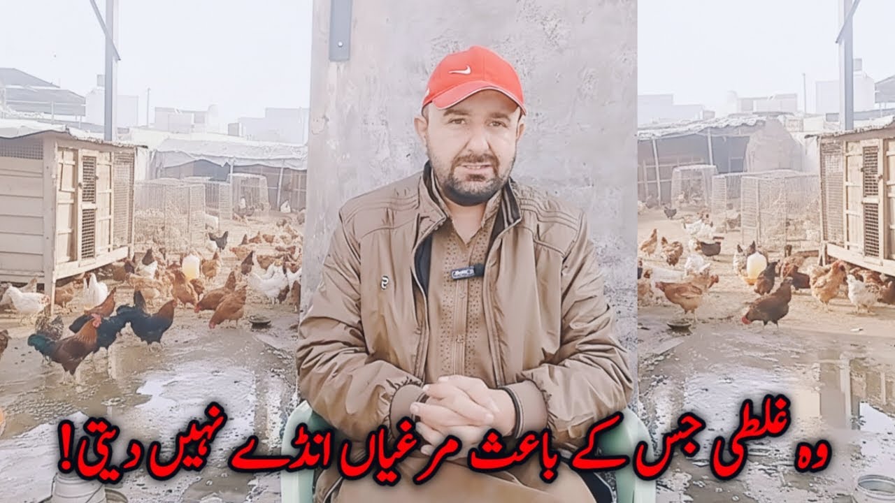 Murgi Anda Na De Tu Ye Kaam Lazmi Karen | Mini Zoo Birds 