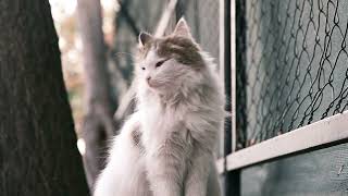 Fluffy Gray Cat Close Up  Beautiful and Adorable Cat Moment screenshot 3
