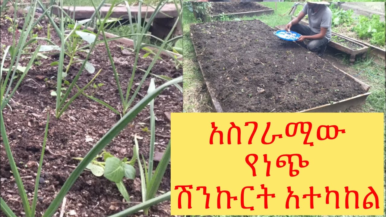 አስገራሚ የነጭ ሽንኩርት አተካከል/ How to grow Garlic 🧄 At home