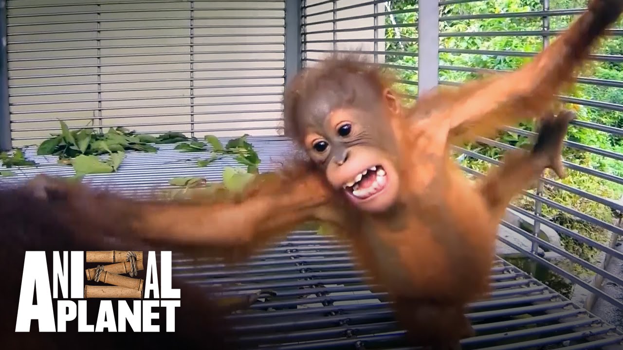 Play fighting baby orangutans!