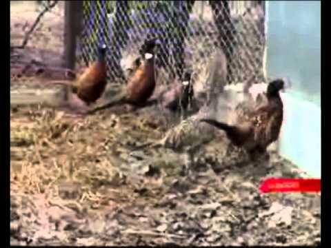 MOE. სამონადირეო მეურნეობა. 29-01-2009