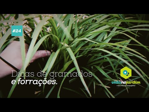 Vídeo: Cuidando de gramados Lilyturf: Como cultivar um gramado Liriope