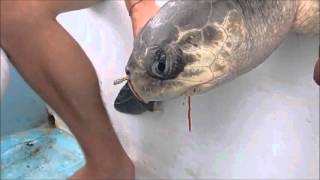 海龜鼻孔有吸管 Removing a plastic straw from a sea turtle's nostril - Short Version 中文翻譯