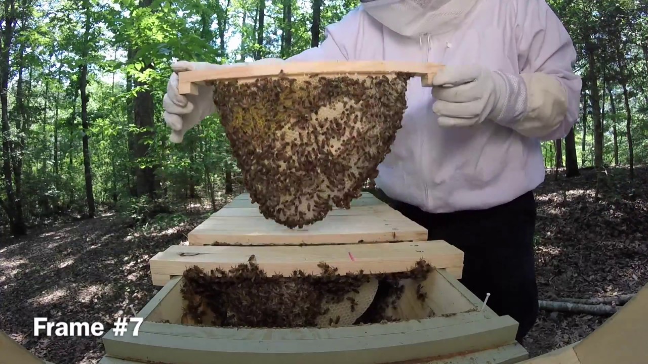 Top Bar Hive Inspection Week 7 YouTube