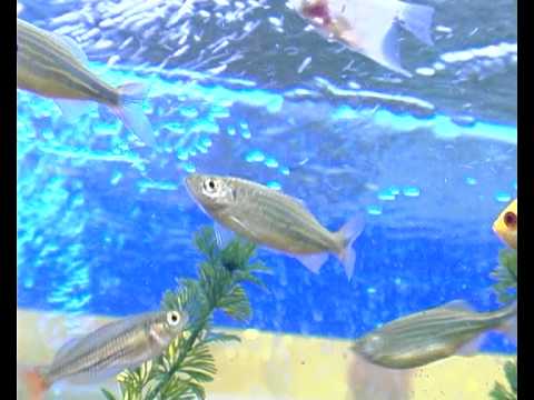 Малабарский данио:индийская загадка . Все О Домашних Животных.