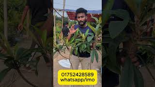 জাপানি লুকাট গাছ নিতে যোগাযোগ করুন 01752428589 what's app/imo
