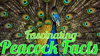 Fascinating Facts About Peacocks by I kiss Animal 642 views 1 year ago 8 minutes, 29 seconds