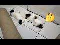 WHY DO PUPPIES SLEEP ON THE FLOOR? DOES IT HARM THEM OR NOT?🤔