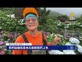 陽明山繡球花盛開 各家賞花園各有特色