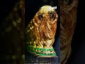 كأس العالم للبيــع؟!
