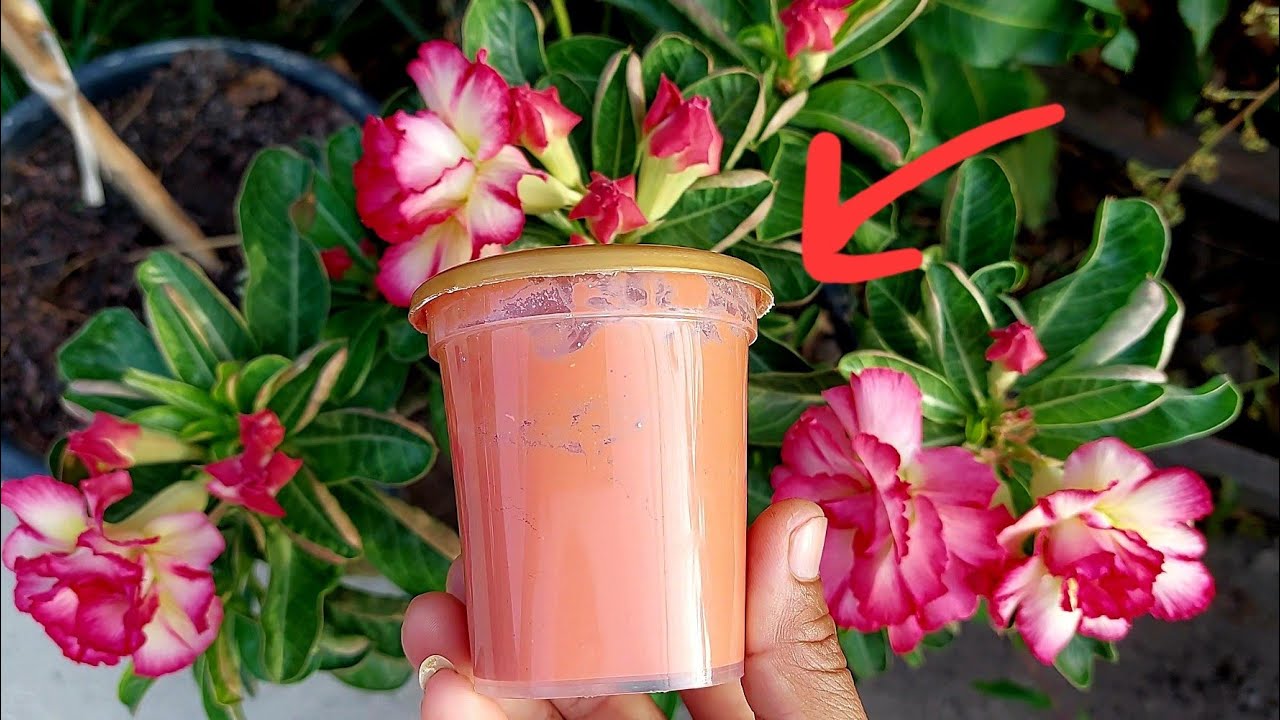 เพราะไม่ทำแบบนี้! เลี้ยงชวนชมต้นยืดยาวไม่เป็นพุ่ม ต้องทำตามนี้เป็นพุ่มสวยแน่จ้า