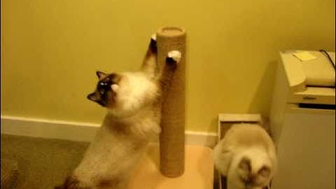 Ragdoll Cats Use The TopCat Sisal Scratching Post - ねこ - ラグドール - Floppycats