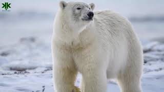 Kutup ayıları hakkında bilinmeyen ilginç bilgiler 🐻‍❄️