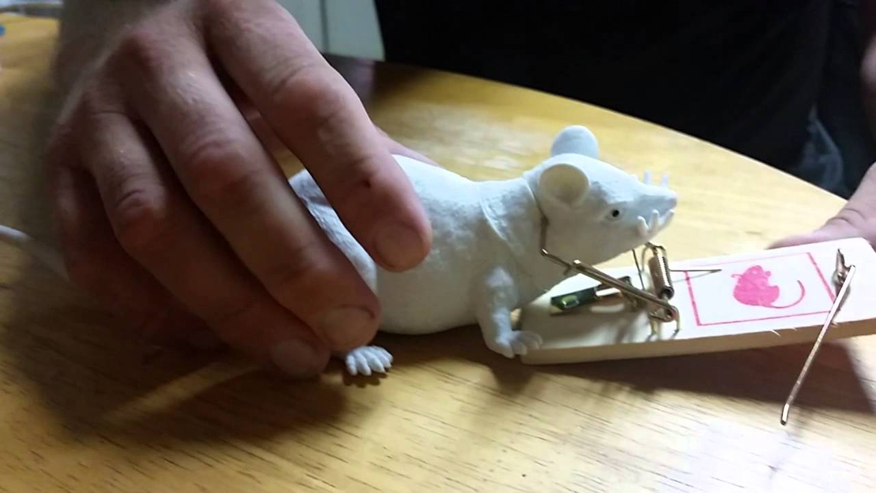 Diy mouse trap prank - YouTube