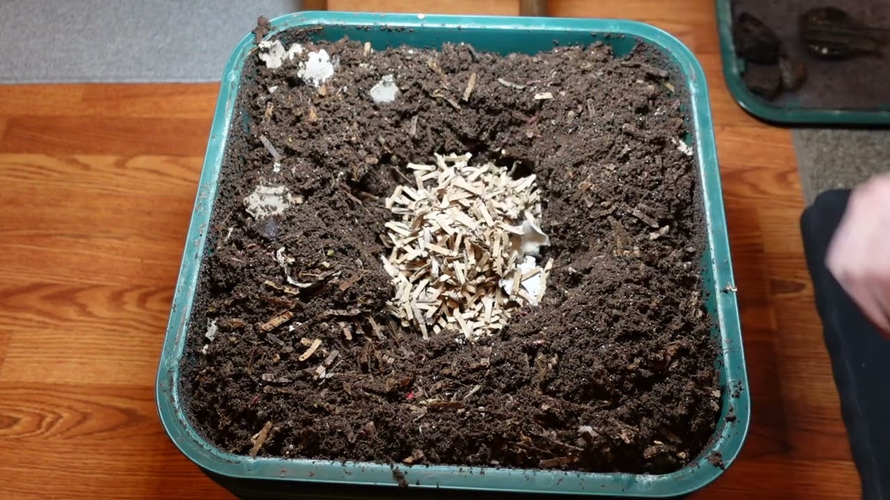 Worm Wednesday Feeding Vermihut Large Pulp Feeding Experiment 