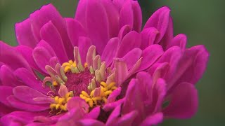 Seasonal allergies could prove more frustrating in 2021