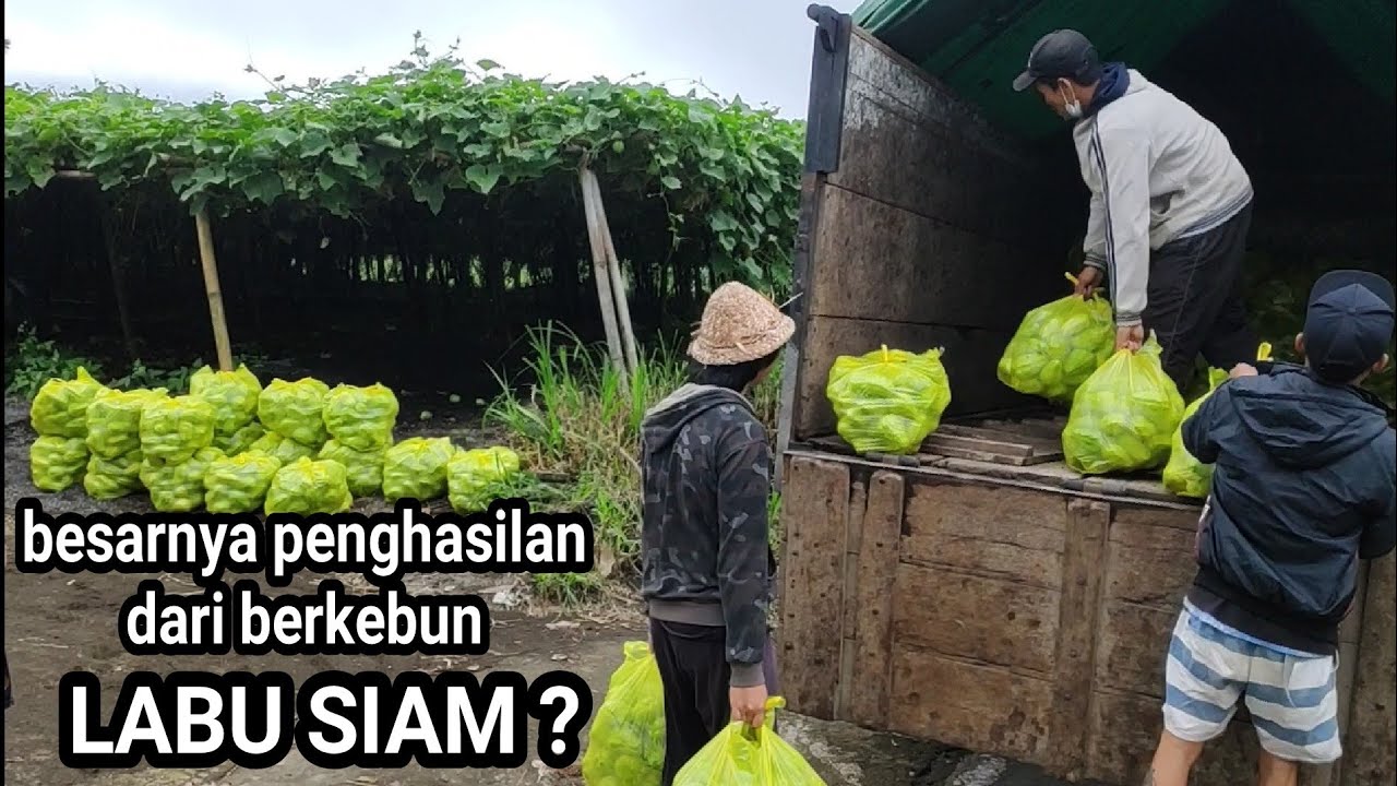 menghitung besarnya penghasilan petani labu siam atau jipang, apakah jutaan atau puluhan juta ??