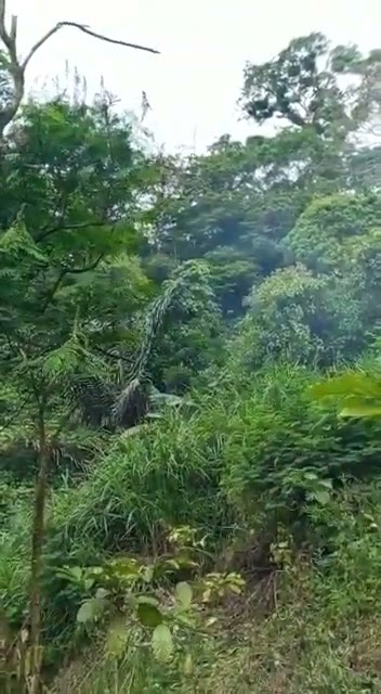 Suara asli auman harimau jawa di hutan angker