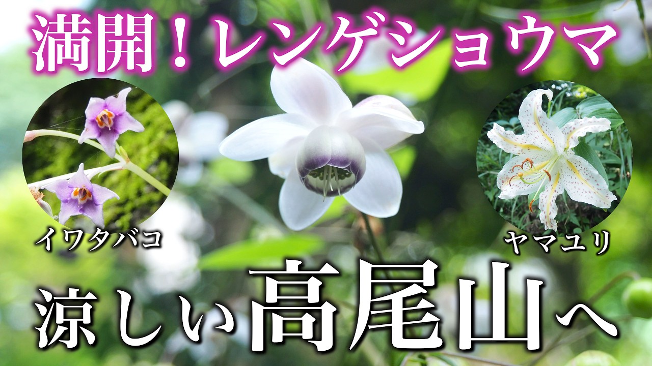 To Mount Takao in Summer] Take a cool walk along Route 6 and enjoy