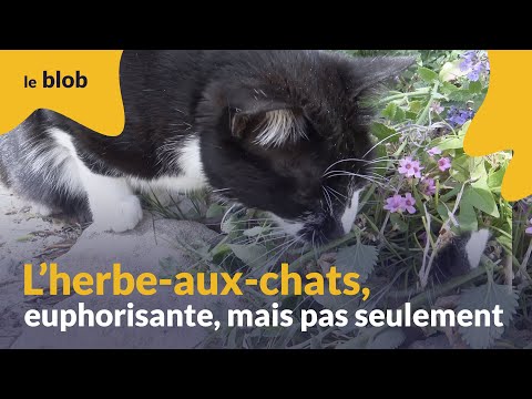 L’herbe-aux-chats, euphorisante, mais pas seulement | Actu de science