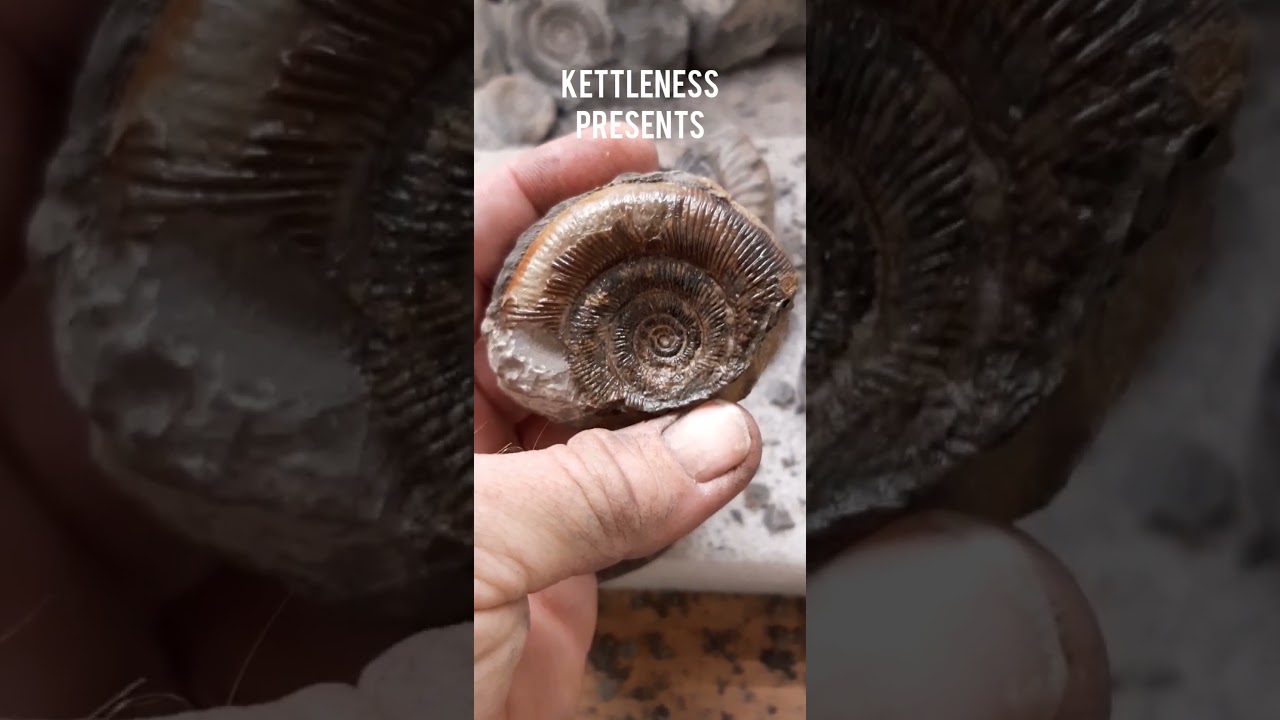 kettleness Presents a tenuicostatum. 