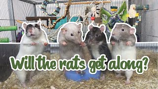 Introducing my rats AGAIN and a cage tour