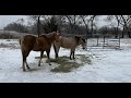 Horsy Ice Weather In Texas - Ice & Snow Coming In