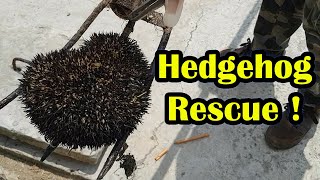 Hedgehog Rescue from sewage line