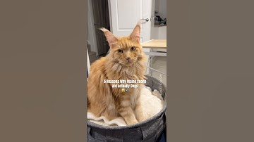 Why Maine Coon Cats Are Actually Dogs 🙀#catfacts #mainecoon #didyouknow