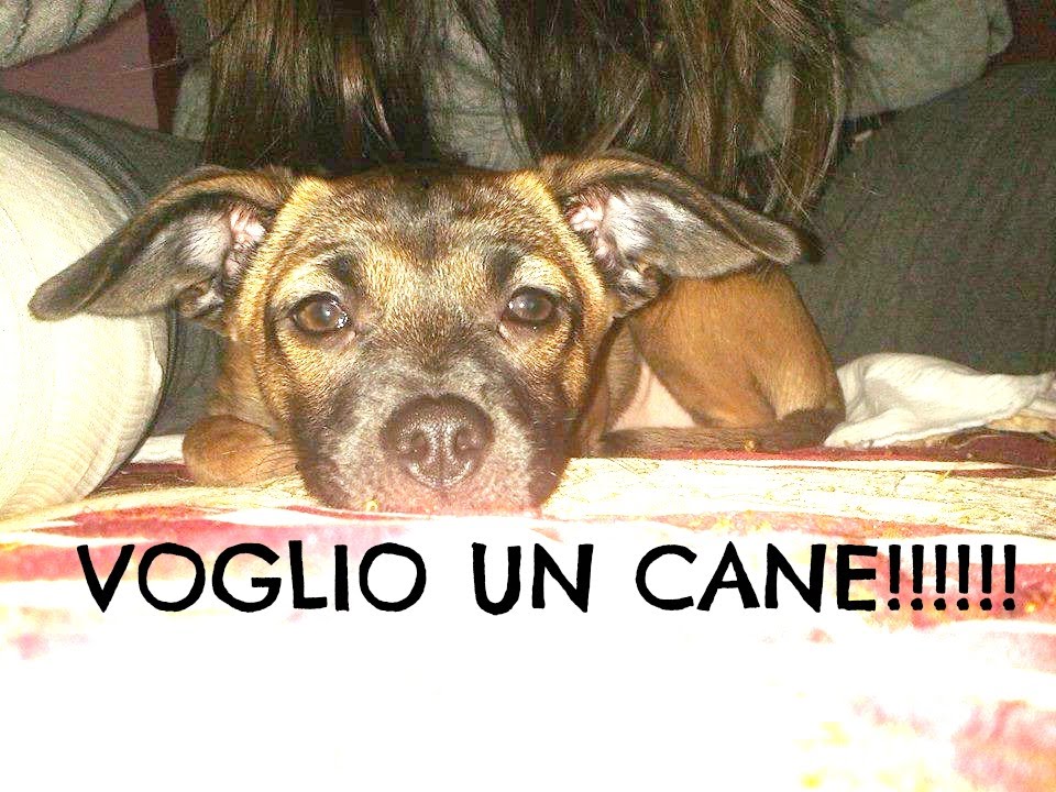 VOGLIO UN CANE, MA NON HO SOLDI! #NonSonoSola - YouTube
