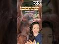🦧 Orangutan mom taught to breastfeed by random zoo visitor #orangutan #breastfeeding #newmom