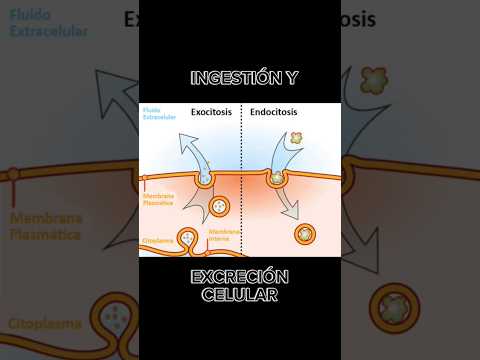 Ingestión y excreción celular - endocitosis y exocitosis✅ #medicina #educación #fisiologia