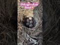 Birds egg inside car bonnet 😳