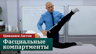 Фасциальные компартменты. Мануально-мышечное тестирование. Циванюк Антон