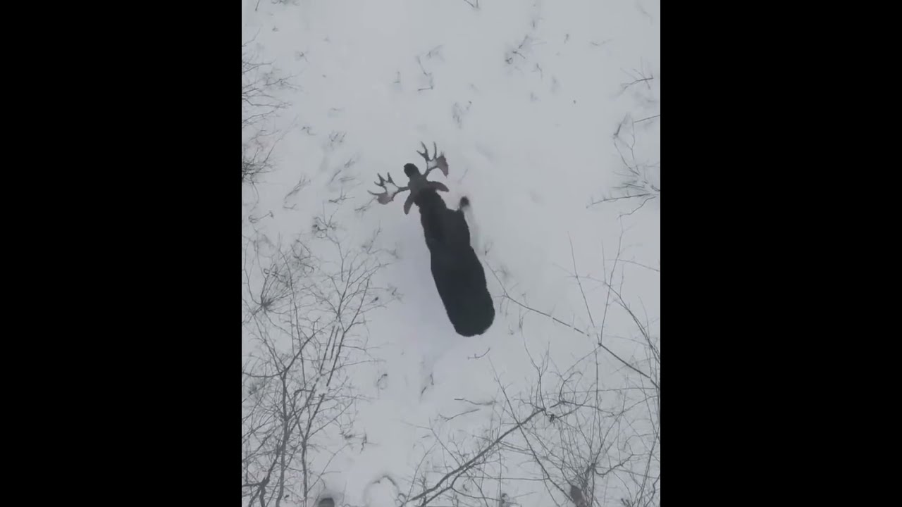 激レア】シカの角が落ちる瞬間 #deer #シカ - YouTube