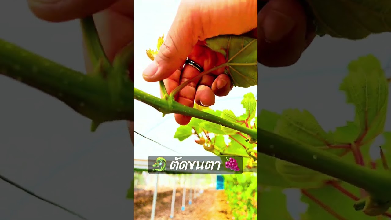 ข้างตากิ่งเครน เด็ดใบเล็กออก  🐉 ตัดขนตา 🍇เพื่ออาหาร ไปเลี้ยงตาดอก  ได้อย่างอุดมสมบูรณ์