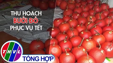Thu hoạch bưởi đỏ phục vụ thị trường Tết