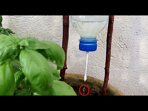 Video: Automātiska istabas augu laistīšana paši. Automātiska telpaugu laistīšanas sistēma