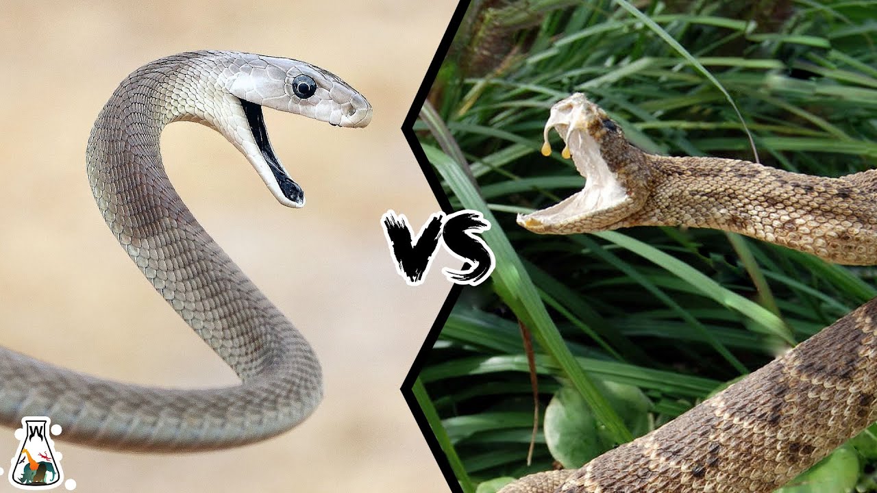 Is Black Mamba A Viper?