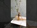 Sancang tanam di batu,bagus menarik#bonsai #bonsaisancang #bonsaitree #bonsaiindonesia