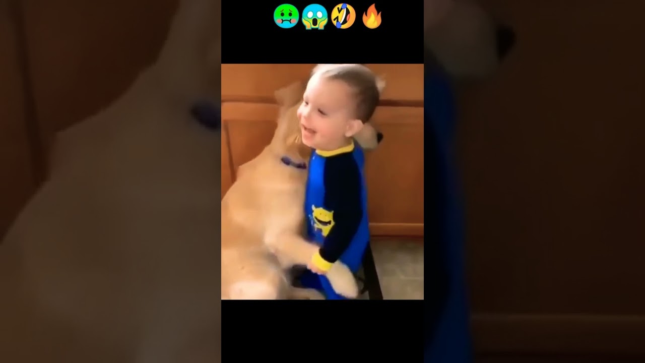 Like a Boos                                   Funny Animals 2022 🐱😀🔥