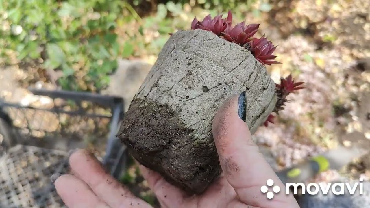 Робота в молодильній клумбі. Перша частина 😘